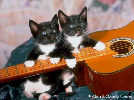 Chatons musiciens